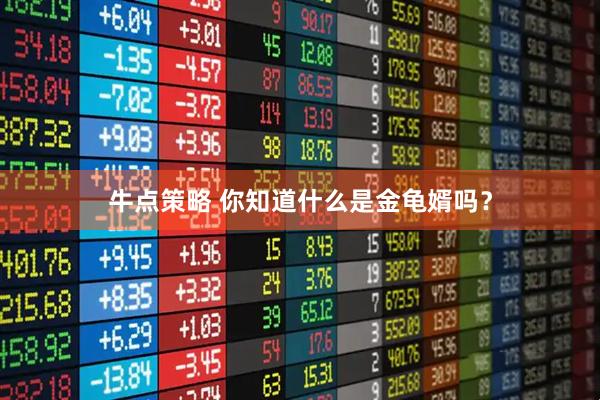 牛点策略 你知道什么是金龟婿吗？